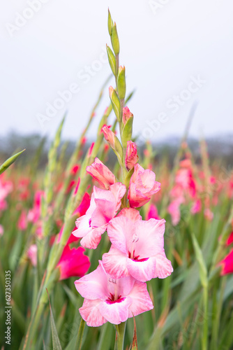 Beautiful Pink Gladiolus flowers in the field. Selective Focus
