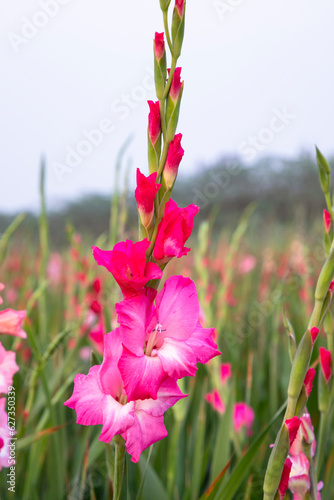 Beautiful Pink Gladiolus flowers in the field. Selective Focus