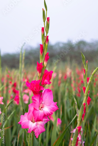 Beautiful Pink Gladiolus flowers in the field. Selective Focus