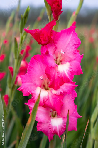 Beautiful Pink Gladiolus flowers in the field. Selective Focus