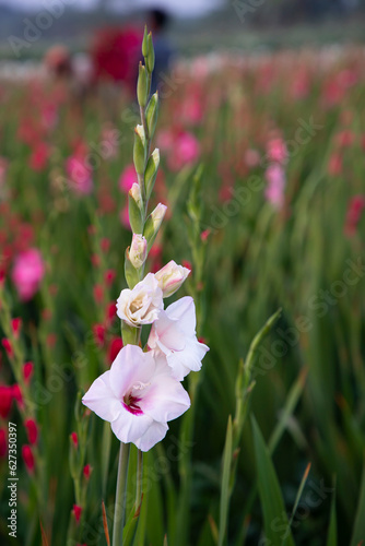 Beautiful Pink Gladiolus flowers in the field. Selective Focus
