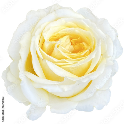 white rose isolated on white background