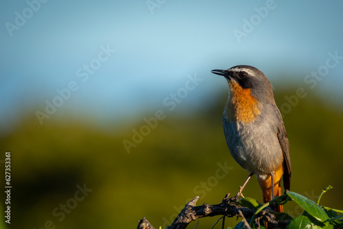 Cape robin-chat (Dessonornis caffer) along the Cliff Path. Hermanus, Whale Coast, Overberg, Western Cape, South Africa. photo