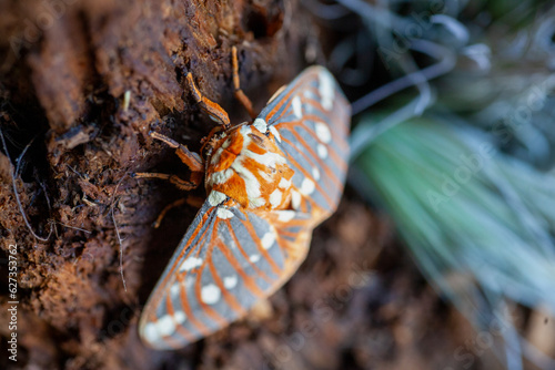 Regal moth macro on a wood background. photo