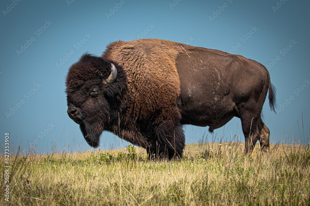 American Bison in ND