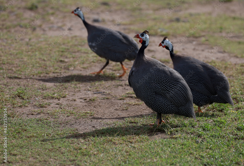 salvador, bahia, brazil - july 23, 2023: guinea fowl bird - Numida meleagris - seen in a rural area in the city of Salvador. salvador, bahia, brazil - july 23, 2023: guinea fowl bird - Numida meleagris - seen in a rural area in the city of Salvador.