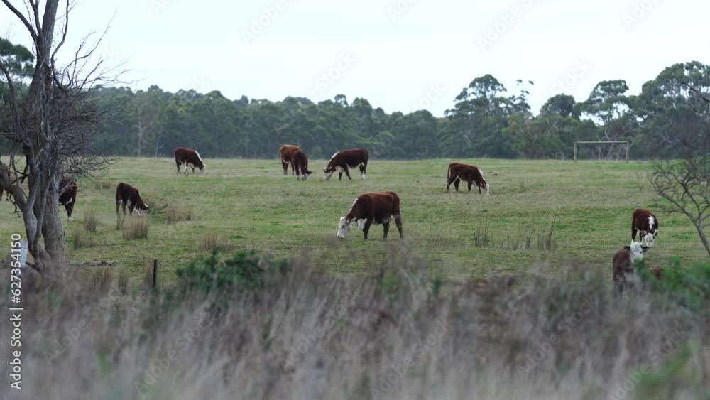 Cows grazing at sunset on a farm Cows grazing at sunset on a farm