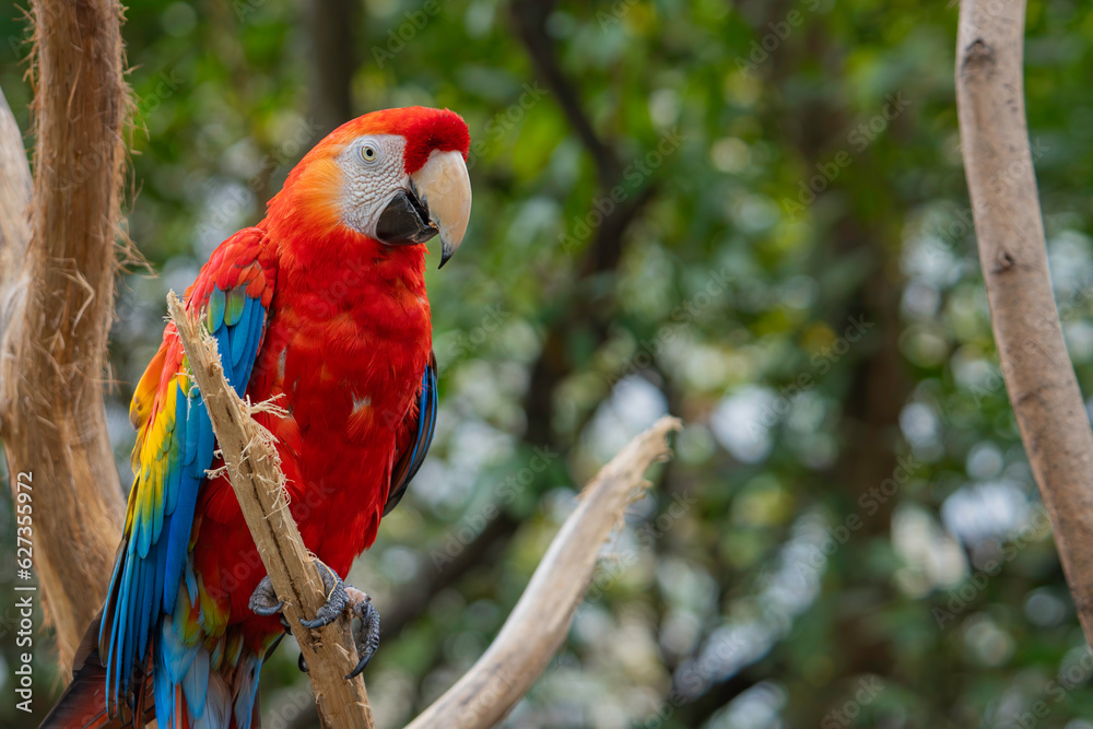 Close up of colorful scarlet macaw parrot. Red parrot Scarlet Macaw, Ara macao, bird sitting on the pal tree trunk, Panama. Wildlife scene from tropical forest. Beautiful parrot on green tree