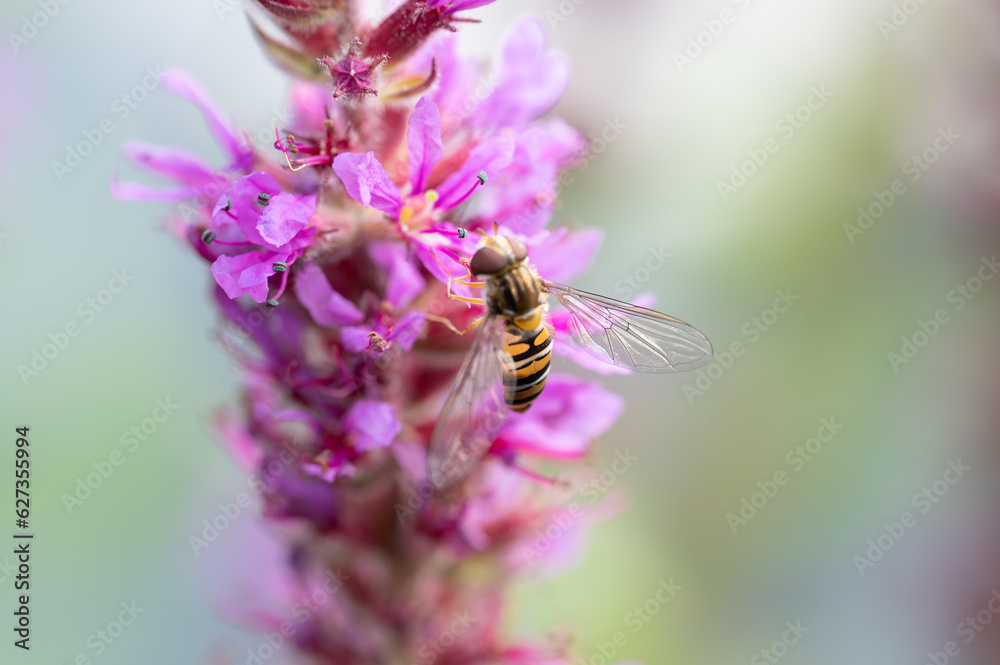 Marmalade hoverfly Marmalade hoverfly