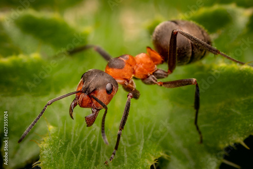 Macrophotography of a big Red Wood Ant (Formica rufa) on a green leaf. Extremely close-up and details.