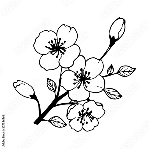 plum blossom illustration  flowers of cherry  sakura  wild cherry plum.