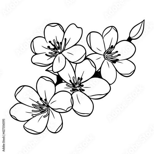 plum blossom illustration, flowers of cherry, sakura, wild cherry plum.