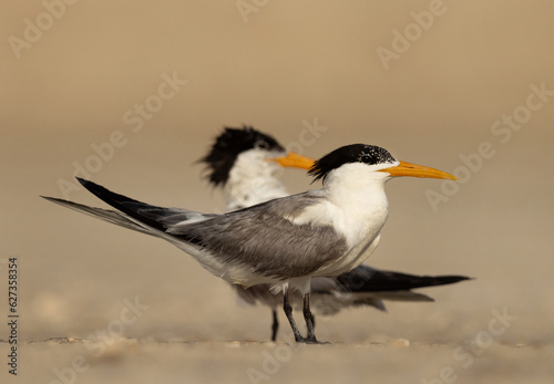 A pair of Lesser Crested Tern perched on ground at tubli, Bahrain
