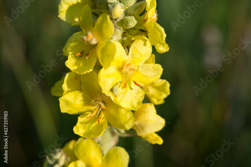Verbascum, mullein yellow flowers closeup selective focus