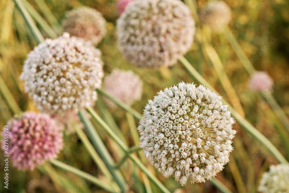 Onion flower against the background of other flowers, selective focus, close-up photo of onion cultivation. Agricultural topics. Onion flower against the background of other flowers, selective focus, close-up photo of onion cultivation. Agricultural topics.