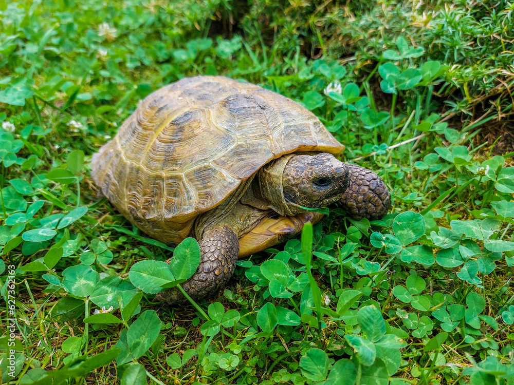 A close-up of a land turtle among green vegetation on a summer day A close-up of a land turtle among green vegetation on a summer day
