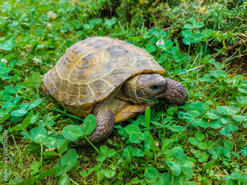 A close-up of a land turtle among green vegetation on a summer day