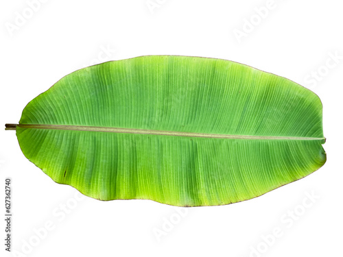 Banana leaf isolated on white background