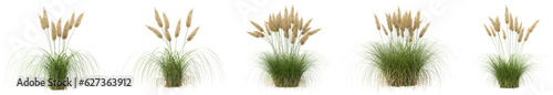 Set of Cortaderia Selloana plant or Pampas grass with isolated on transparent background. PNG file, 3D rendering illustration, Clip art and cut out
