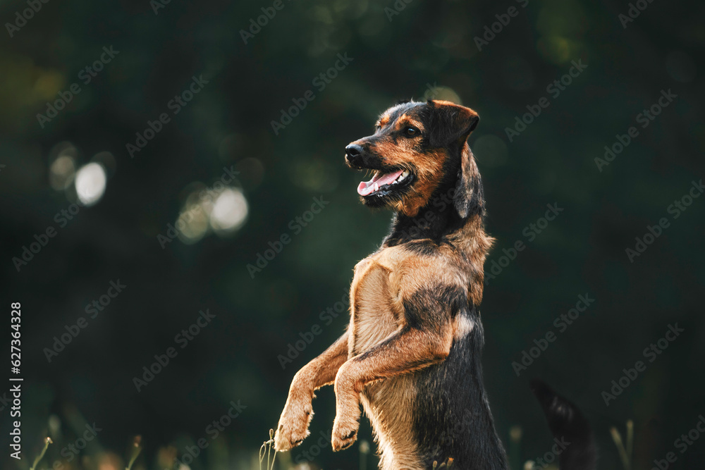 Portrait of a happy mestizo dog walking in the meadow at sunset background