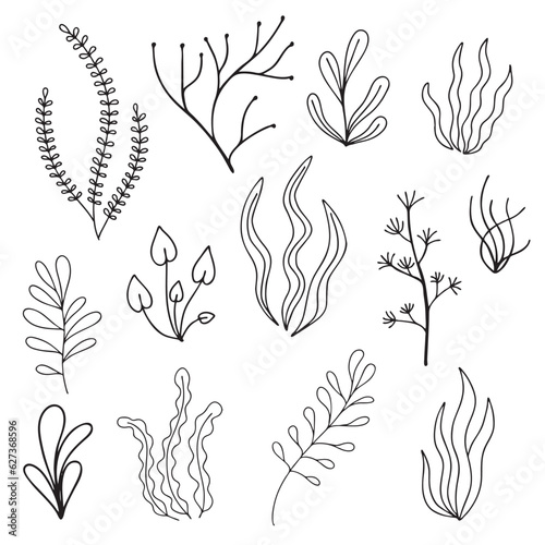 Vector set of hand drawn seaweeds. Linear illustration isolated on white background