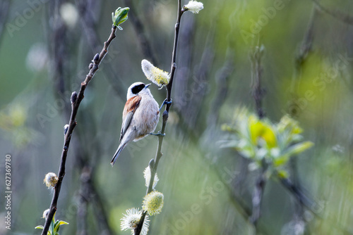 Beutelmeise (Remiz pendulinus) photo