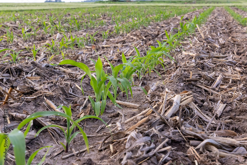 continuous corn