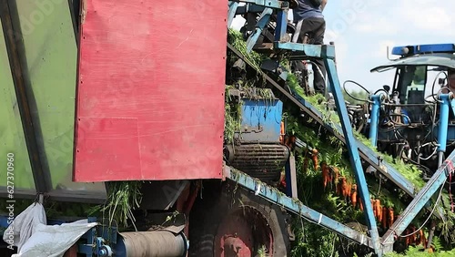 Mechanized harvesting of carrots on the field with a combine