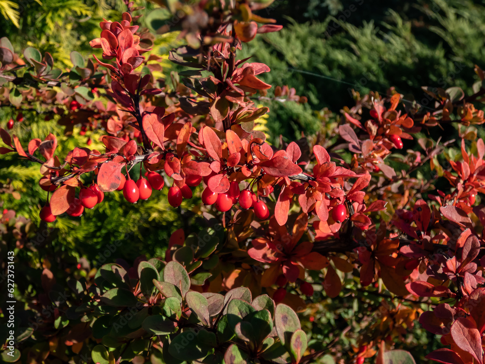 Obraz premium Orange and red leaves and red fruits of low-growing, deciduous shrub of Japanese barberry (Berberis thunbergii) 'Green Carpet' in autumn