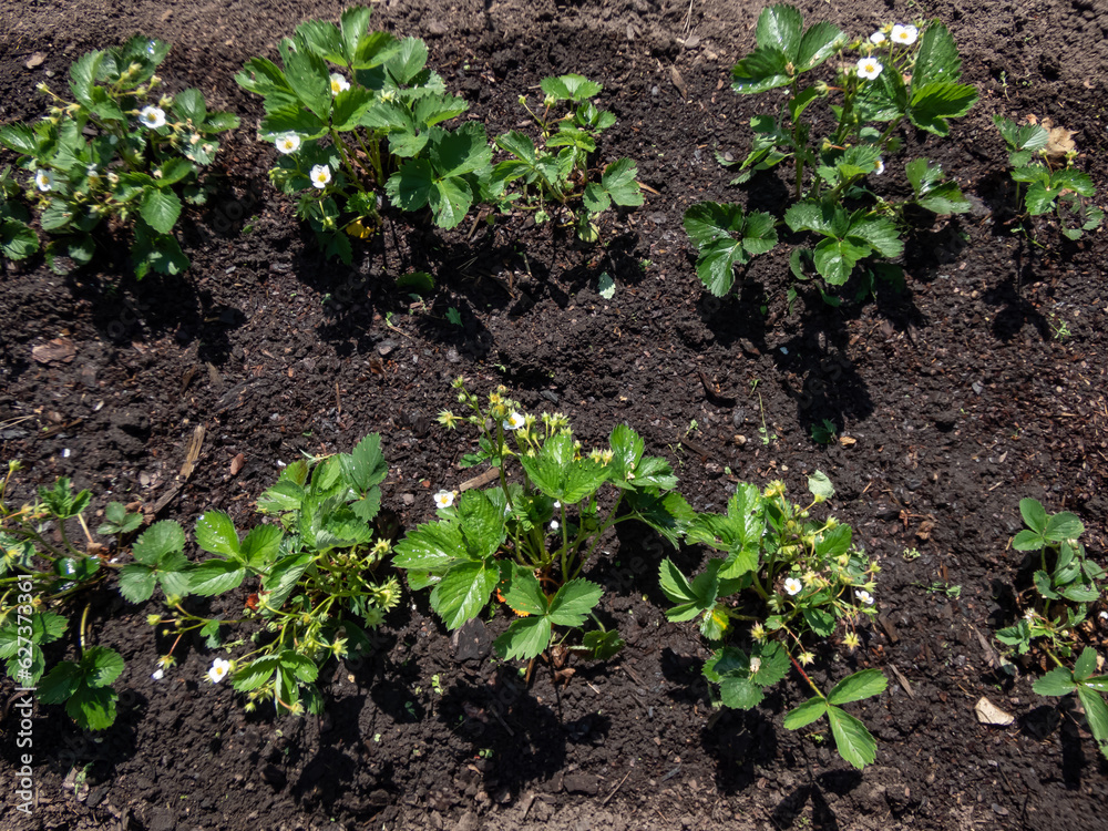 Strawberry plants growing in rows in the garden in bright sunlight Strawberry plants growing in rows in the garden in bright sunlight