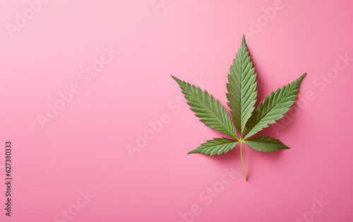 Top view of a single cannabis leaf lying on a flat pastel surface. A cannabis leaf lying on a pink background with copy space. 