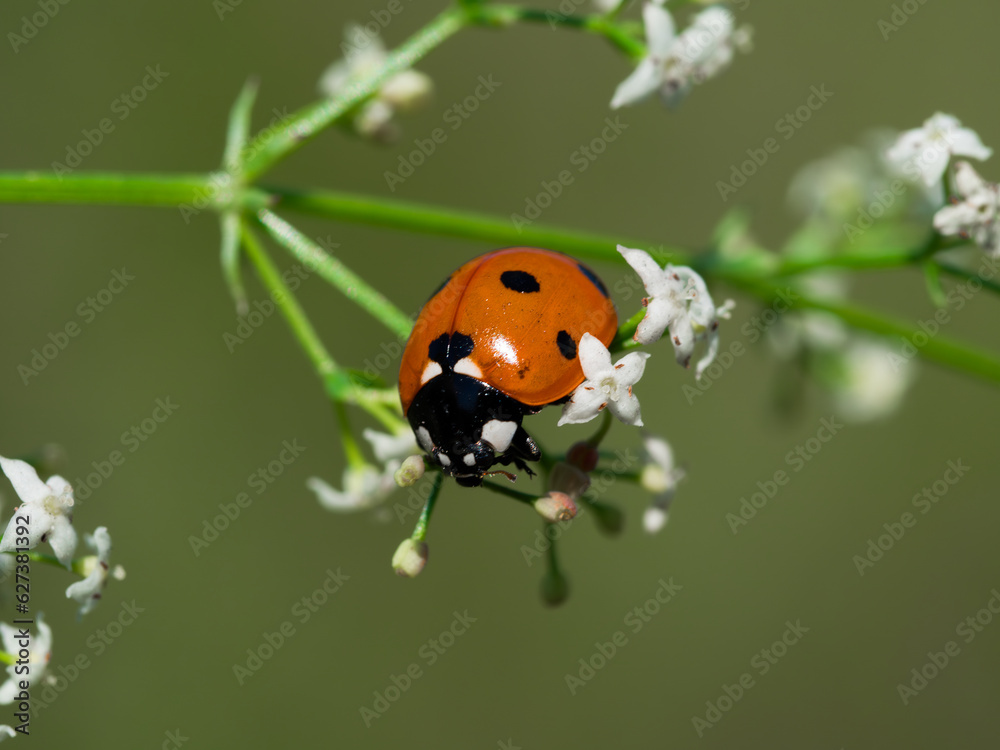 ladybird on a leaf ladybird on a leaf