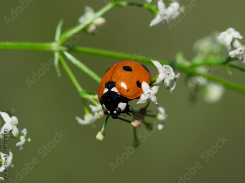 ladybird on a leaf