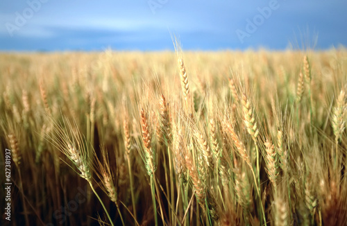 Winter wheat in a farm field; Linn, Kansas, United States of America photo