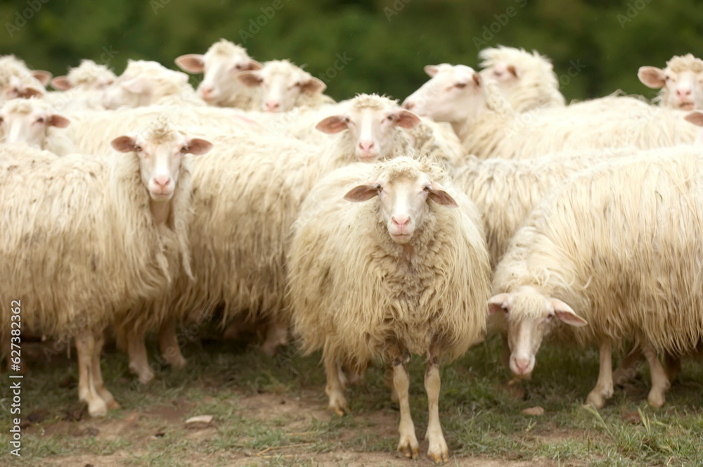 Herd of Sheep (Ovis aries) congregate on a field on the hillsides near Pienza, Tuscany; Pienza, Tuscany, Italy Herd of Sheep (Ovis aries) congregate on a field on the hillsides near Pienza, Tuscany; Pienza, Tuscany, Italy