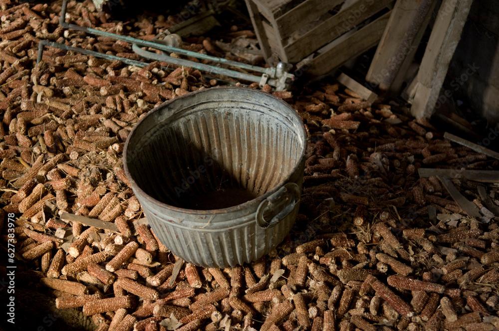 Decaying corn cobs surround a metal bucket in an old barn; Dunbar, Nebraska, United States of America Decaying corn cobs surround a metal bucket in an old barn; Dunbar, Nebraska, United States of America