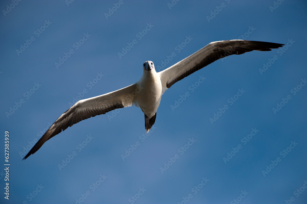 White morph of the Red-footed booby(Sula sula) flies in a blue sky over San Cristobal Island in Galapagos Islands National Park; San Cristobal Island, Galapagos Islands, Ecuador White morph of the Red-footed booby(Sula sula) flies in a blue sky over San Cristobal Island in Galapagos Islands National Park; San Cristobal Island, Galapagos Islands, Ecuador