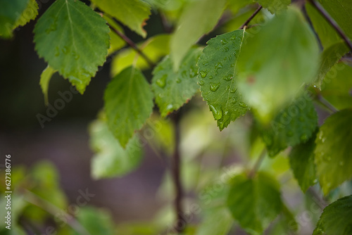 Fototapeta Naklejka Na Ścianę i Meble -  Liście brzozy z kroplami deszczu. 
