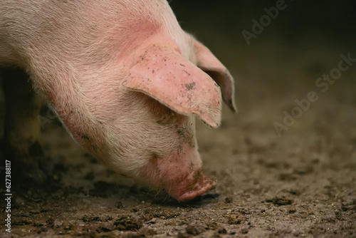 Pig searches for food at a Nebraska hog farm; Bennet, Nebraska, United States of America