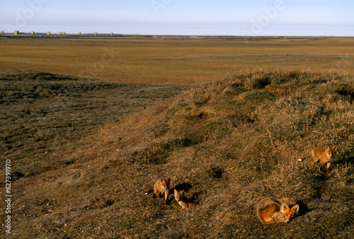 Arctic foxes (Alopex lagopus) near where North Slope oil is produced, Alaska, USA; Prudhoe Bay, Alaska, United States of America photo