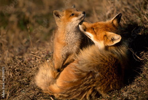 Arctic fox (Alopex lagopus) nuzzles her cub; Prudhoe Bay, Alaska, United States of America photo