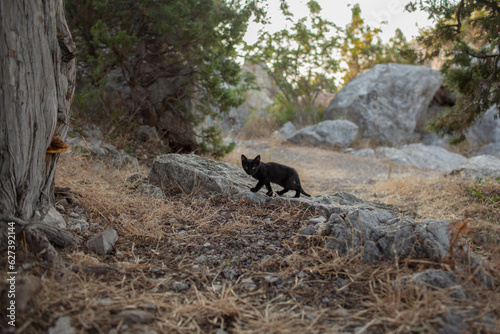 The little cat walking in the nature