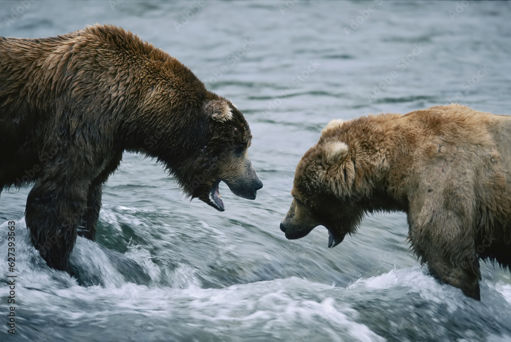 Two grizzly bears stand face to face in the water with mouths open Two grizzly bears stand face to face in the water with mouths open