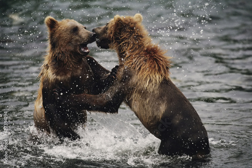 Two grizzly bears fight in the water photo