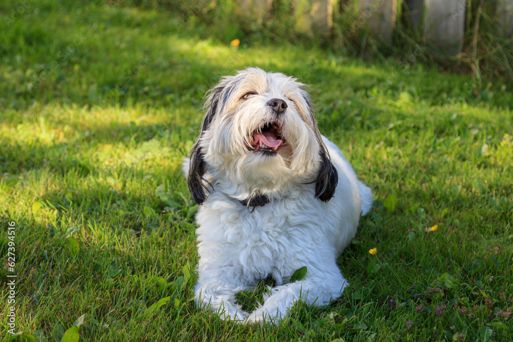 Happy dog laying on the grass