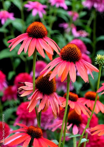 pretty pink coneflowers -Echinacea purpurea flowers in the garden