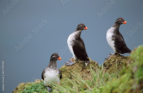 Trio of Parakeet auklets (Cyclorrhynchus psittacula) in breeding plumage; St. George Island, Pribilof Islands, Alaska, United States of America photo