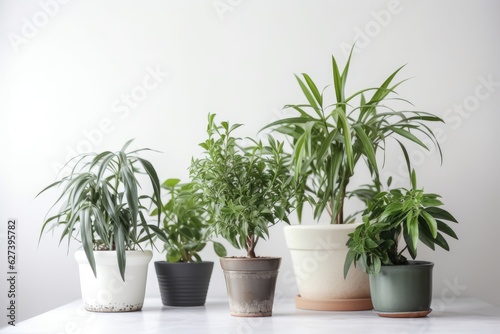 A collection of beautiful green houseplants with a variety of tropical and evergreen foliage housed in decorative pots.