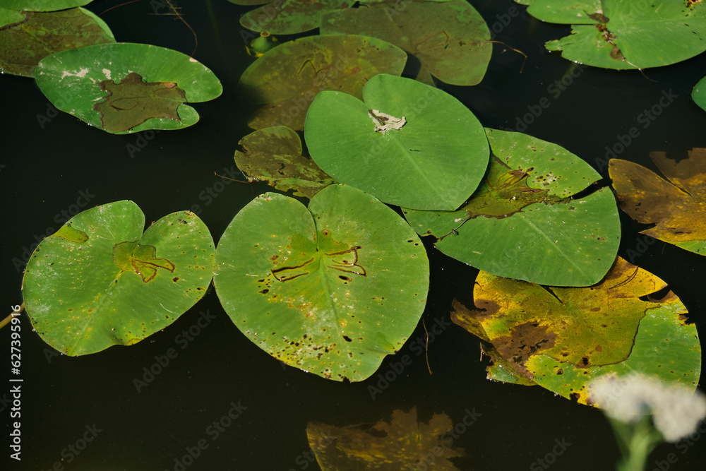 Yellow water lily flowers grow on water. Water lily leaves with small yellow flowers on the surface of the lake. Yellow water lily flowers grow on water. Water lily leaves with small yellow flowers on the surface of the lake.