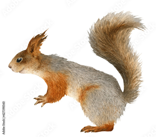 A funny fluffy squirrel hand drawn in watercolor. Watercolor animal illustration. Isolated image © Tatiana